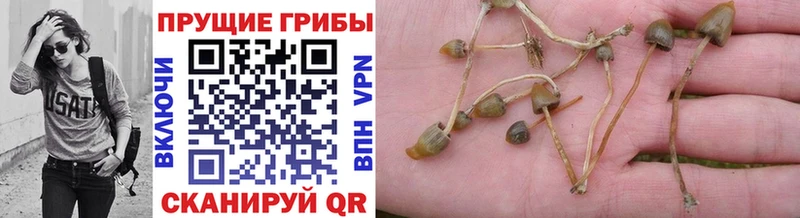 где найти   мориарти клад  Псилоцибиновые грибы ЛСД  Тетюши  KRAKEN маркетплейс 